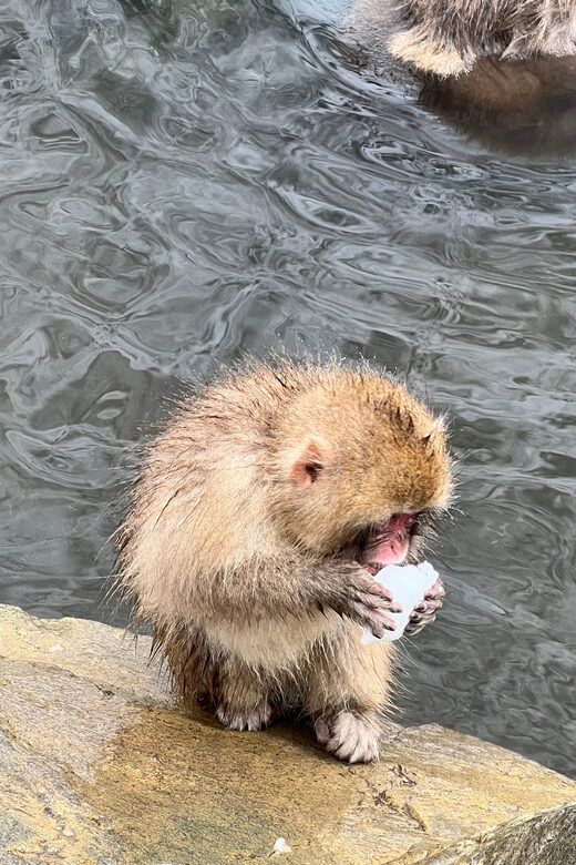 From Tokyo: Nagano Snow Monkey Park Zenkoji Temple Day Trip - Why Choose This Tour?  
