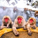 From Tokyo/Nagano: Snow Monkey Zenkoji Temple Private tour. - Detailed Breakdown of the Itinerary