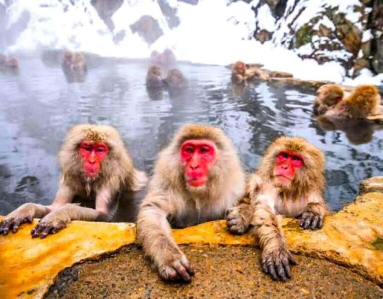 From Tokyo/Nagano: Snow Monkey Zenkoji Temple Private tour. - Detailed Breakdown of the Itinerary