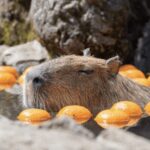 From Tokyo: Private Day Trip to Izu & Shimoda, Shizuoka - Why This Tour Works for Different Travelers