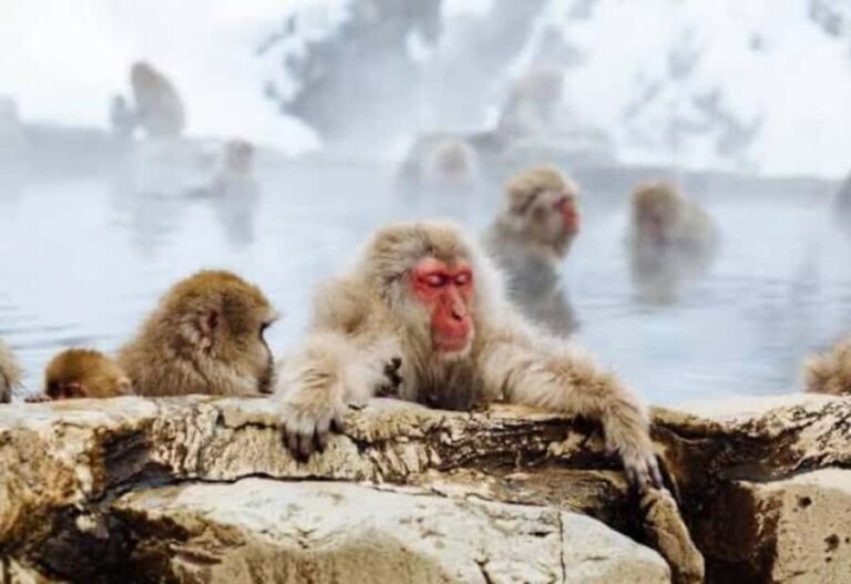 From Tokyo: Snow Monkey Park Private Tour With English Guide - The Value of a Private Guided Tour
