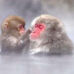 From Tokyo: Snow Monkey & Zenko-ji Temple Private Tour - FAQ