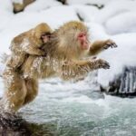 From Tokyo: Snow Monkey & Zenkoji Temple Customizable Tour - Transportation and Logistics