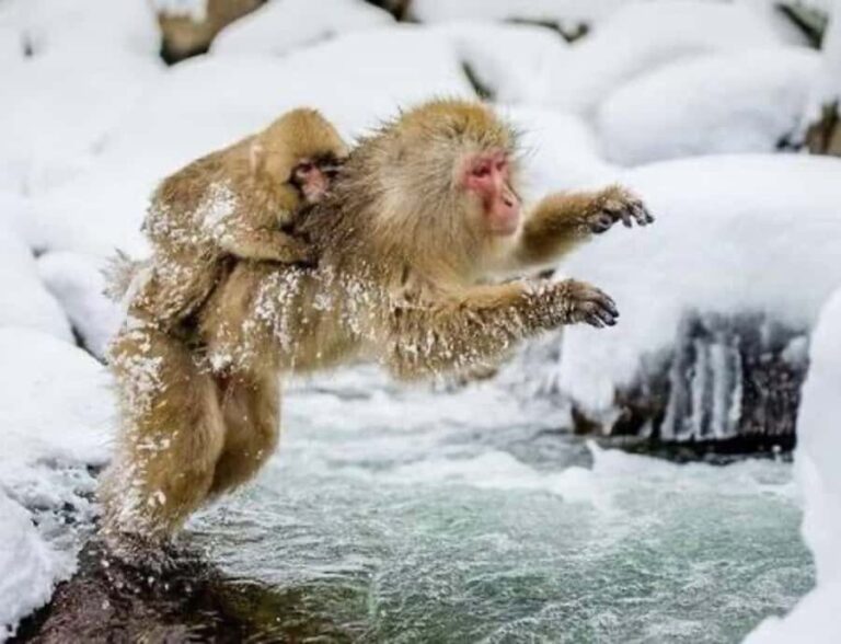 From Tokyo: Snow Monkey & Zenkoji Temple Customizable Tour - Transportation and Logistics