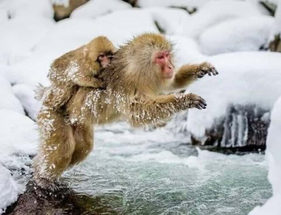 From Tokyo: Snow Monkey & Zenkoji Temple Customizable Tour - Transportation and Logistics