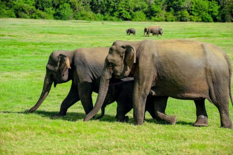 From Trincomalee: Minneriya National Park 4X4 Jeep Safari - Practical Details