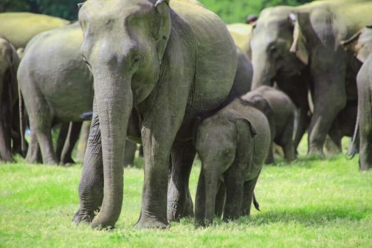 From Trincomalee: Minneriya National Park 4X4 Jeep Safari - What Sets This Tour Apart?