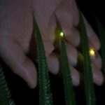 From Ubud: Balinese Home Visit and Firefly Experience - Who Will Love This Tour?