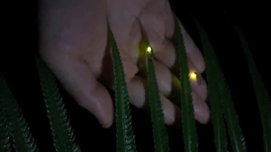 From Ubud: Balinese Home Visit and Firefly Experience - Who Will Love This Tour?