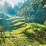 From Ubud: Rice Terrace, Monkey Forest & Waterfall Tour - What Our Reviewers Say