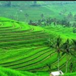 From Ubud: Tengkudak Village Guided Tour with Bird Spotting - An In-Depth Look at the Tour Experience