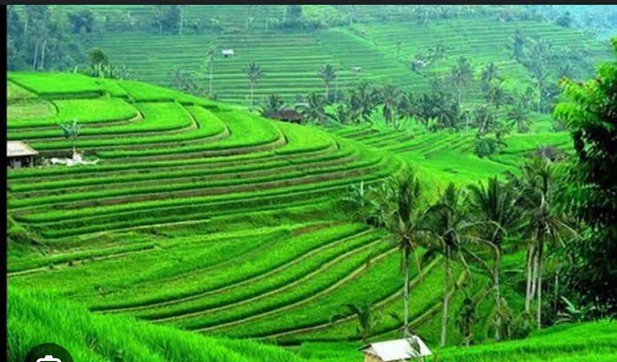 From Ubud: Tengkudak Village Guided Tour with Bird Spotting - An In-Depth Look at the Tour Experience