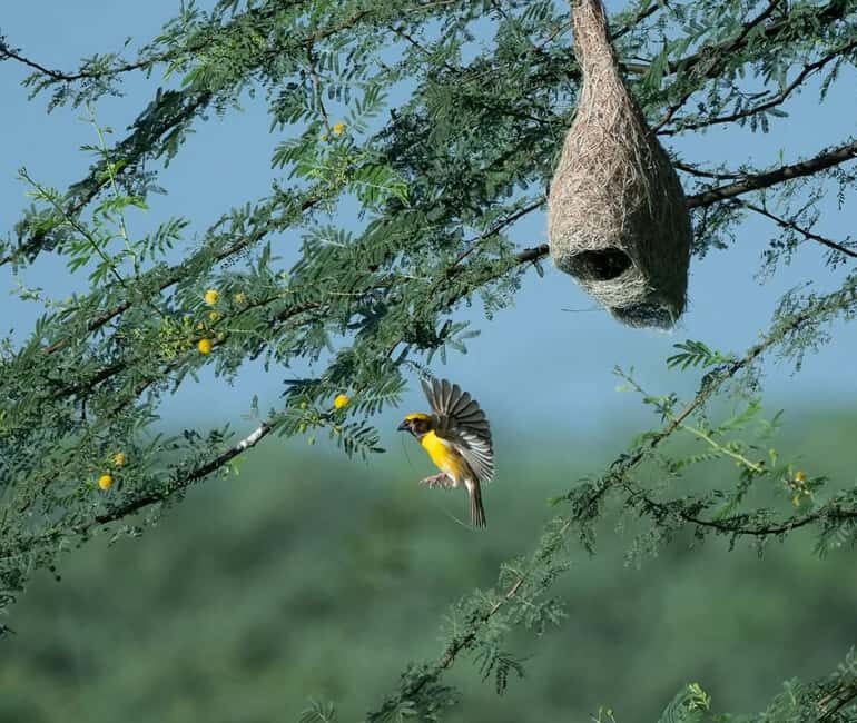 From Udaipur: Authentic Village Safari Experience - Breaking Down the Itinerary