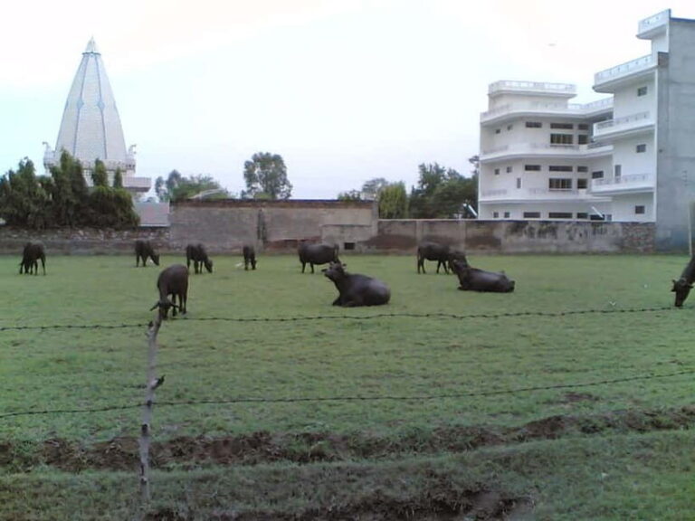 From Udaipur: Mount Abu Day Trip - The Practical Details