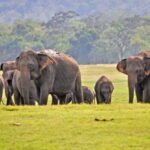 From Udawalawa : Udawalawa National Park Safari Tours - Who Is This Tour Best For?
