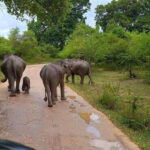 From Udawalawa : Udawalawa National Park Safari Tours - What You’ll Love About This Safari