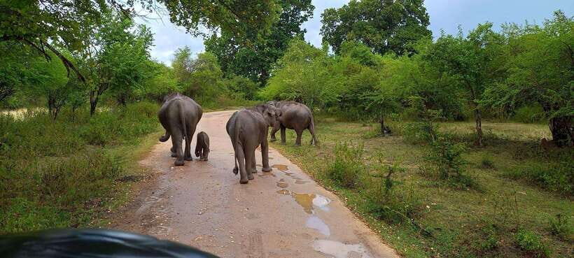 From Udawalawa : Udawalawa National Park Safari Tours - What You’ll Love About This Safari