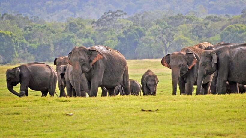 From Udawalawa : Udawalawa National Park Safari Tours - Who Is This Tour Best For?