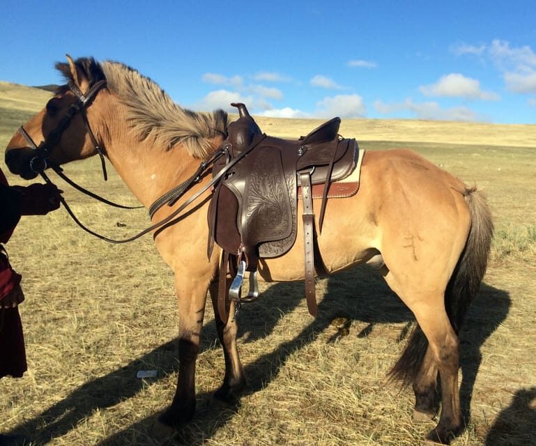 From Ulaanbaatar: Day Trip to Hustai National Park - An In-Depth Look at the Hustai National Park Day Trip