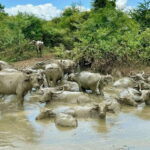 From Weligama : Udawalawa National Park Safari Tour - Inside Udawalawe National Park: Wildlife and Scenery