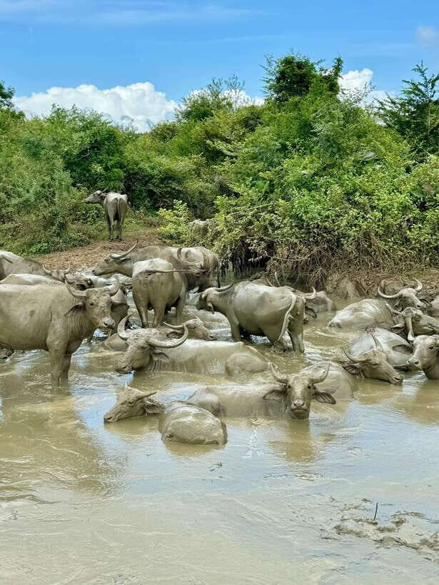 From Weligama : Udawalawa National Park Safari Tour - Inside Udawalawe National Park: Wildlife and Scenery