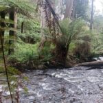 Fruit Picking & Nature Private Tour Yarra Valley & Warburton - The Experience Might Cost More Than Expected