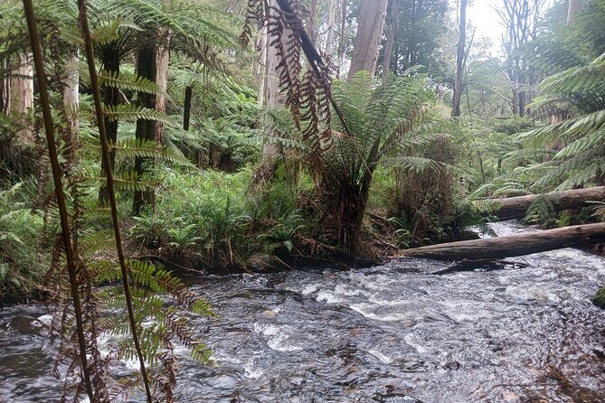 Fruit Picking & Nature Private Tour Yarra Valley & Warburton - The Experience Might Cost More Than Expected