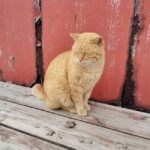 Fukuoka: Cat Island, Ainoshima Guided Tour with Ferry Ride - Who is This Tour Best For?