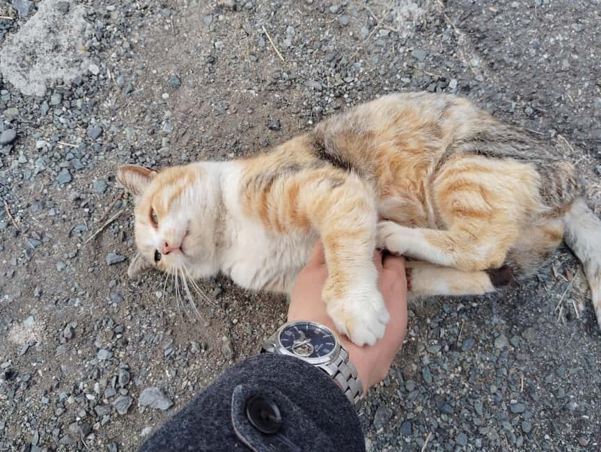 Fukuoka: Cat Island, Ainoshima Guided Tour with Ferry Ride - The Ferry to Ainoshima Island