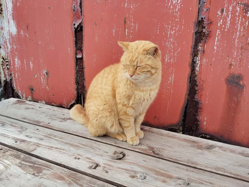 Fukuoka: Cat Island, Ainoshima Guided Tour with Ferry Ride - Who is This Tour Best For?