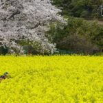 Fukuoka: Nokonoshima Island Guided Walking Tour - Exploring Nokonoshima Island: What to Expect