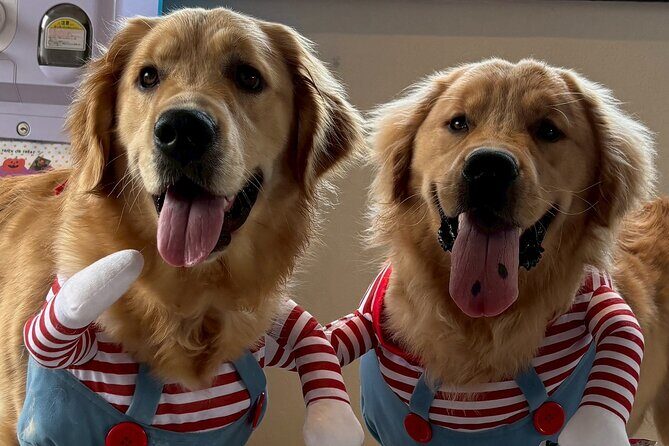 Fukuoka Photo Activity Experience with Large Dogs - Final Thoughts