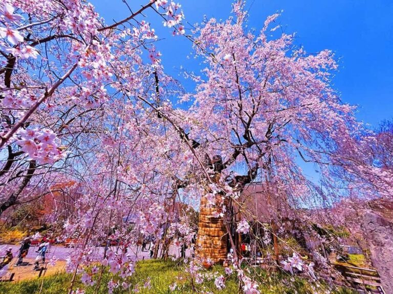 Fukuoka: Takachiho Gorge & Amano-Iwato Shrine Day Trip - The Itinerary: A Day Packed with Beauty and Myth