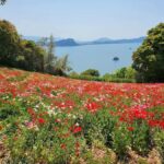 Fukuoka:Nokonoshima Island Day Trip with Tour Guide& Driver - Practicalities and Tips