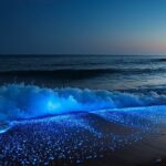 Full Clear Kayak Bioluminescent Experience Vieques, Puerto Rico - What You’ll Get and What to Consider