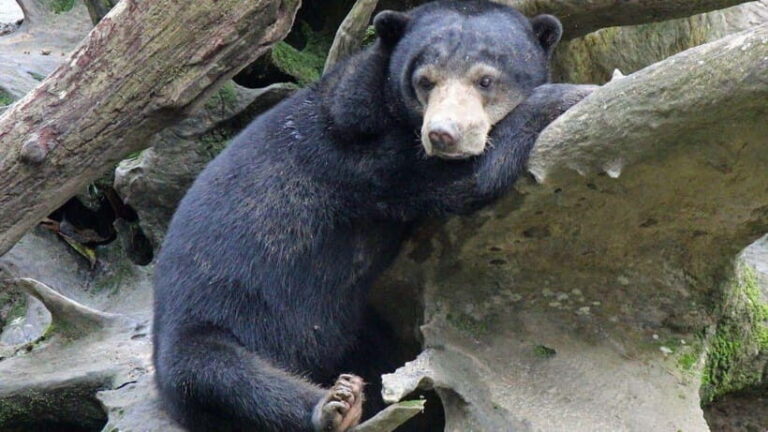 Full Day At Sepilok Orangutan, Sun Bear & Sandakan City Tour - FAQ