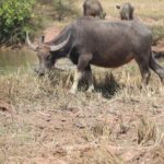 Full day Cambodia Buggy Adventure Tour - Why Choose This Tour?