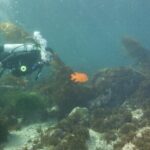 Full Day Catalina Island With Scuba Diving - Practical Details: Transportation, Duration, and Group Size