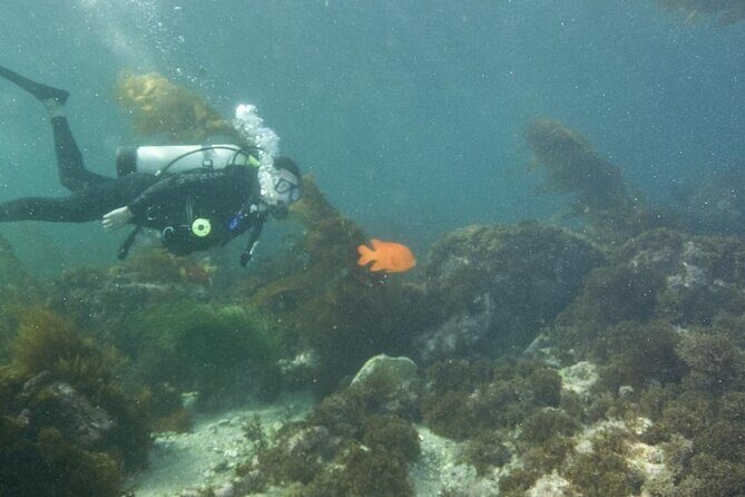 Full Day Catalina Island With Scuba Diving - Practical Details: Transportation, Duration, and Group Size