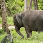 Full Day Elephant Sanctuary Tour with lunch Local food - Deep Dive Into the Experience