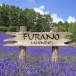 Full-Day Furano Lavender Farm and Blue Pond from Sapporo - Authentic Experiences Reflecting on Real Reviews
