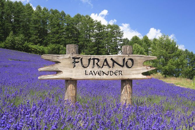 Full-Day Furano Lavender Farm and Blue Pond from Sapporo - Authentic Experiences Reflecting on Real Reviews