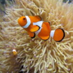 Full-Day Guided Snorkeling Tour from Kota Kinabalu - Why We Love This Tour