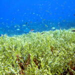 Full-Day Guided Snorkeling Tour from Kota Kinabalu - The Value of the Tour