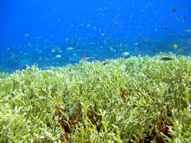 Full-Day Guided Snorkeling Tour from Kota Kinabalu - The Value of the Tour