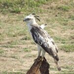 Full Day, Half Day and 4 Hour Safari in Udawalawe - The Value of a Private Safari in Udawalawe