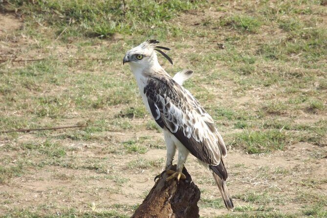 Full Day, Half Day and 4 Hour Safari in Udawalawe - The Value of a Private Safari in Udawalawe