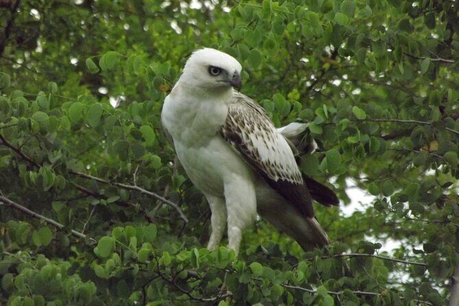 Full Day, Half Day and 4 Hour Safari in Udawalawe - The Itinerary Breakdown