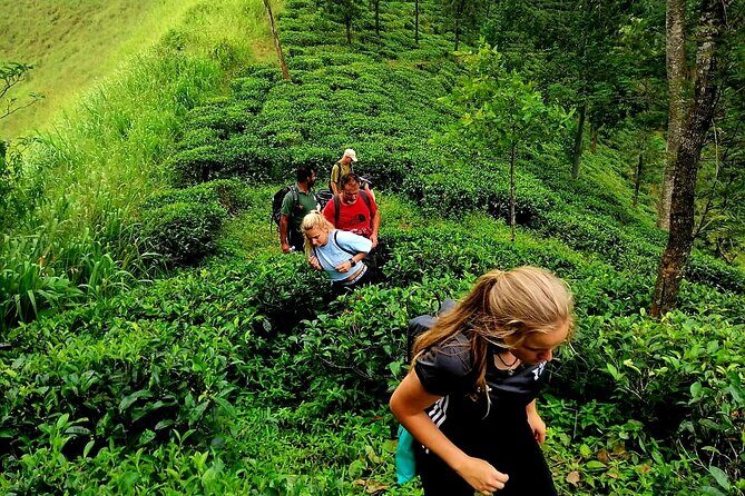 Full Day Hantana Pekoe Trail Hike from Kandy - FAQs