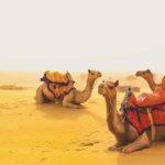 Full-Day Jaisalmer Desert Safari & City Tour with Camel Ride - Starting the day: Jaisalmer Fort